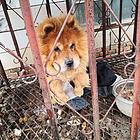 狗狗