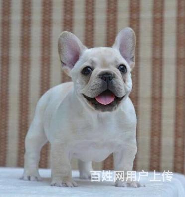 纯种法国斗牛犬，血统纯正，疫苗齐全的图片