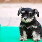 阜新雪纳瑞犬舍基地常年出售纯种雪纳瑞双血雪纳瑞幼犬