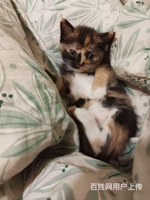 给猫咪找新家的图片