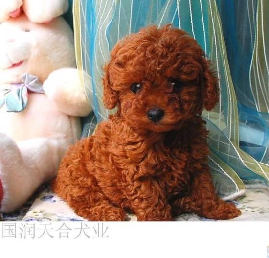 出售纯种泰迪宝宝泰迪幼犬 邢台泰迪多少钱一只