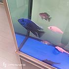 家养马鲷
