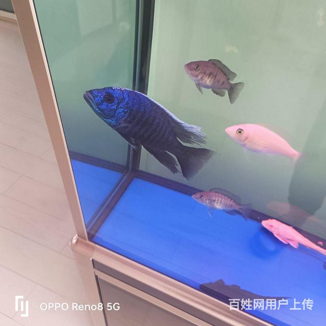 家养马鲷的图片
