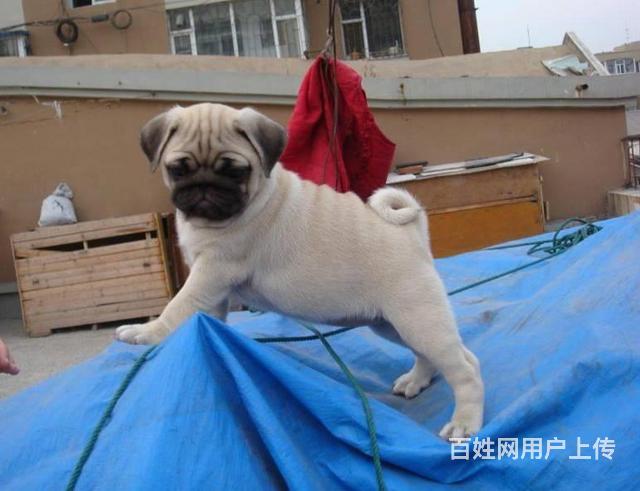 北京哪卖纯种巴哥幼犬 鹰版巴哥 高品质巴哥犬