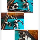 预售史宾格幼犬