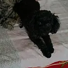 黑色泰迪名叫：黑妞