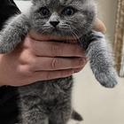 高品质蓝猫幼崽出售598元