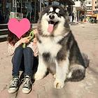 唐山阿拉斯加犬舍位置 本地阿拉斯加犬舍地址在哪儿