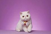 哪里有猫舍卖加菲猫的 加菲猫好养吗 疫苗齐 包健康