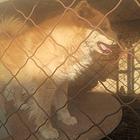 配狗，日本秋田犬，5岁公狗品相好