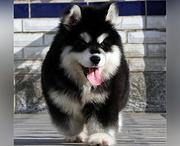 岳阳哪有繁殖阿拉斯加幼犬的，阿拉斯加幼犬多少钱一只