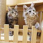 泉州哪里卖纯种大体型缅因猫俄系缅因猫疫苗已做找新家