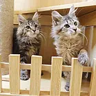 金华哪里卖纯种大体型缅因猫俄系缅因猫疫苗已做找新家