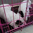 上饶本地牛头梗犬多少钱？犬舍只繁殖纯种精品健康签