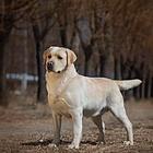 拉布拉多幼犬 实物照 实价 精品拉布拉多 公母