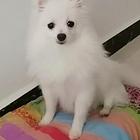 博美