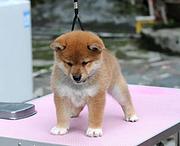 黄冈宠物店店主卖现货柴犬幼犬 柴犬幼犬多少钱一只