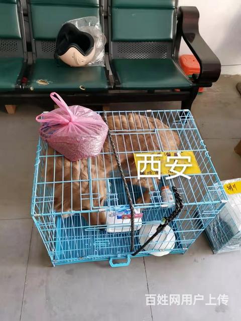 吐鲁番宠物托运咨询（猫狗活体快递邮寄） （2023今日 推荐的图片