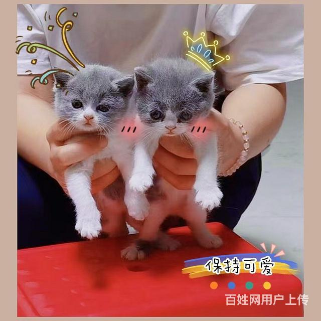出售的图片