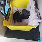 自家繁殖的小体小鹿犬。