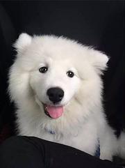 阜新哪有繁殖萨摩耶幼犬的，萨摩耶幼犬多少钱一只