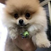 安庆本地专业大型茶杯犬繁殖基地 _基地茶杯犬多少钱一个