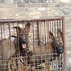 出售三个月昆明犬