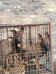 出售三个月昆明犬