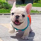 【同城推荐】红河红河大型犬舍出售法牛 纯种健康