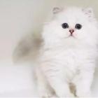 泉州哪里出售纯种金吉拉猫 金吉拉猫多少钱呢
