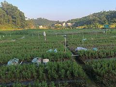 云浮云安枸杞种植场转让，带技术，带苗