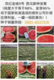 双红金城5号西瓜种子专供
