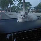 出售宠物布偶猫290元