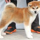 精品秋田犬 售后签协议 可见狗父母
