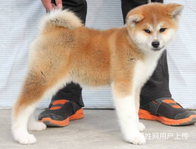 纯种秋田犬 日系秋田犬价格  秋田犬性格的图片