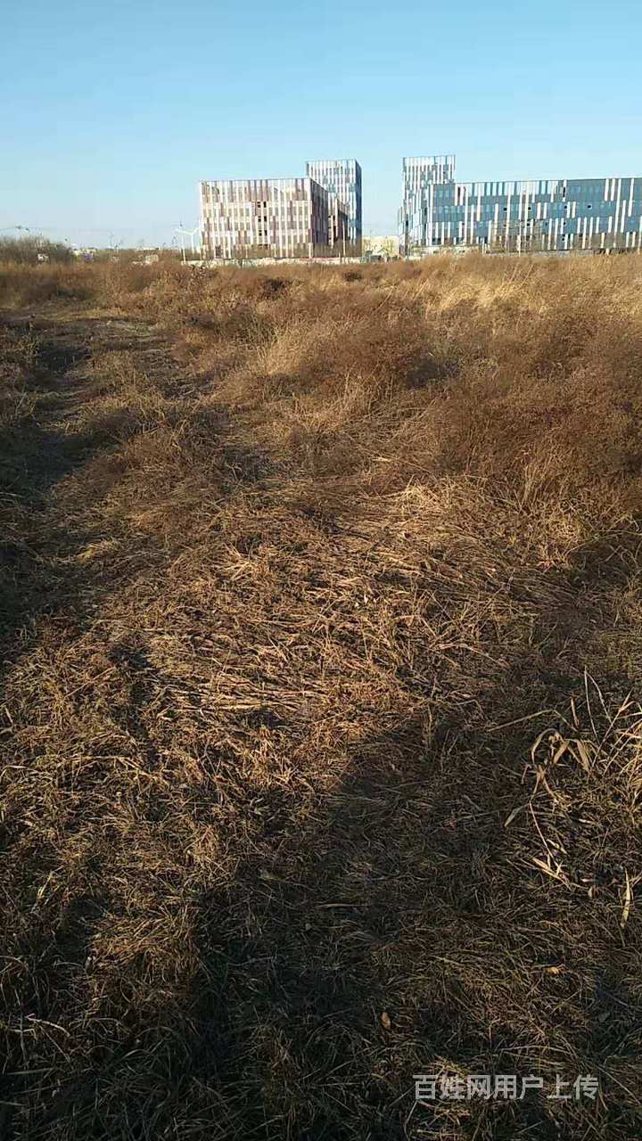 除草公司,荒地芦苇野草铲除,野草清运