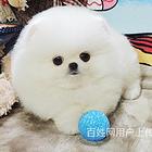 楚雄博美繁殖场博美犬舍联系方式