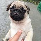 咸宁【*推荐】巴哥犬舍‖巴哥养殖场
