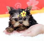 【货到付款】周口约克夏多少钱一只 好养活吗？