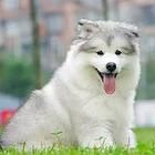 新乡【阿拉斯加犬舍】地址 阿拉斯加一般价位