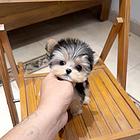 本地犬舍出售小体纯种茶杯犬约克夏保健康签协议