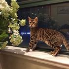 那里有卖孟加拉豹猫的 孟加拉豹猫多少钱 包健康