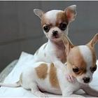 烟台【*推荐】吉娃娃犬舍‖吉娃娃养殖场