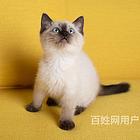 红河蓝色重点暹罗幼猫优惠出售