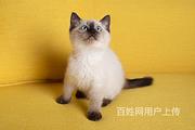 曲靖纯种暹罗猫放心购买