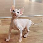 哪里有斯芬克斯无毛猫卖的 无毛猫出油吗 保证健康