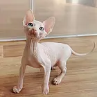 哪里有斯芬克斯无毛猫卖的 无毛猫出油吗 保证健康