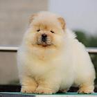 松狮幼犬哪里有卖，出售纯种肉嘴蓝舌头大头松狮幼犬包
