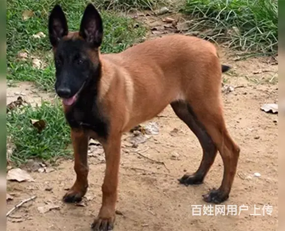 北海上哪里买马犬比较好，上哪里可以买到马犬的图片