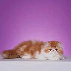 哪里有猫舍卖加菲猫的 加菲猫好养吗 疫苗齐 包健康